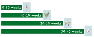 4,&nbsp;10-week periods in gestational development