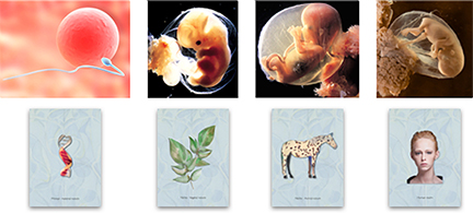 Pregnancy divided into four stages; material, vegetal, animal and human