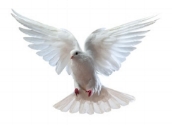 The dove signifies the descent of Grace