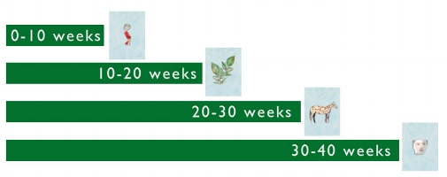 40 week timeline; from blueprint, to vegetal being, instinctual and human