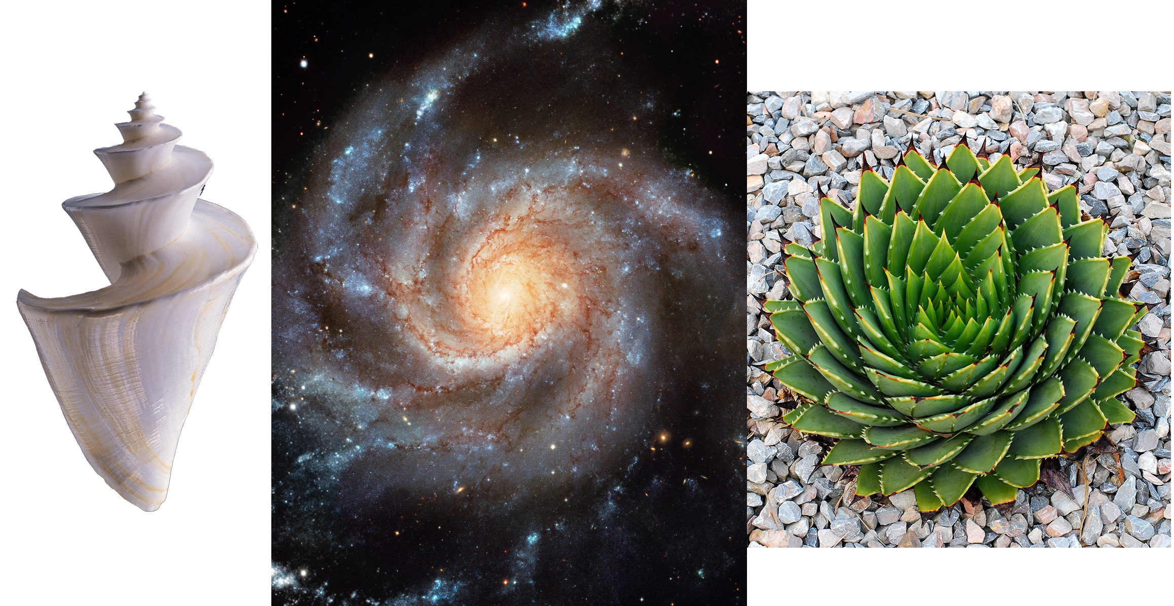 Spirals in nature, and the cosmos
