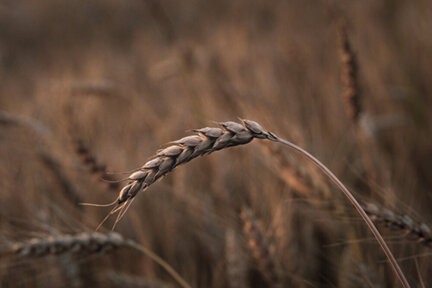Wheat was known as the Staff of Life.